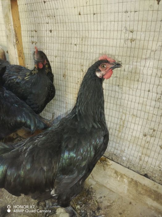 Qorashag'zoda tovuqlari