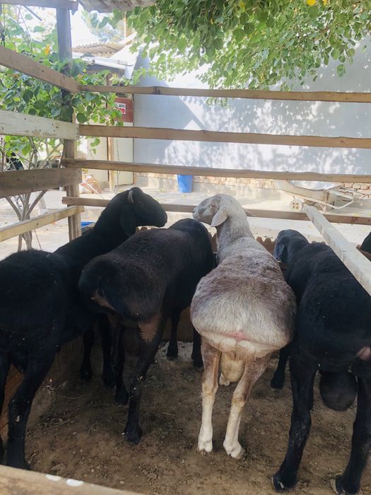 Toy Aqiqa va boshqa marosimlar uchun xonadonda boqilgan qochqorla bor