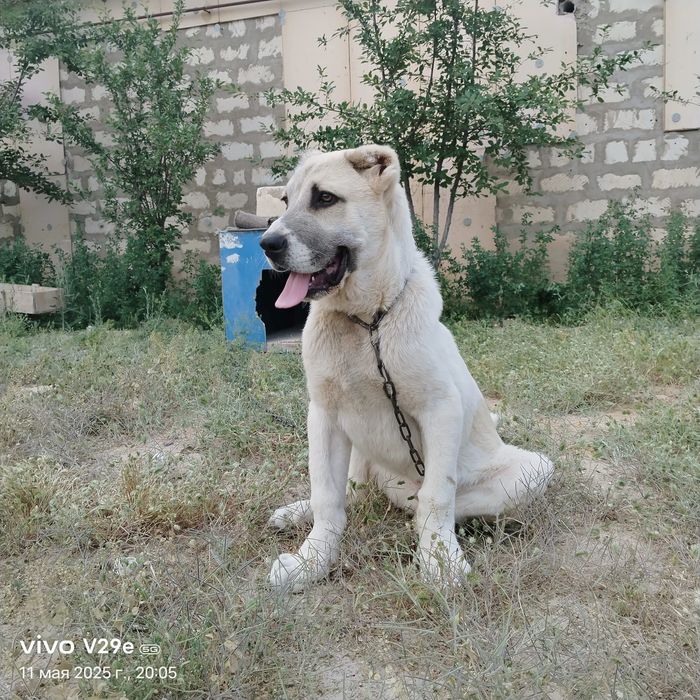 Лч алабай ном  жақсы ит