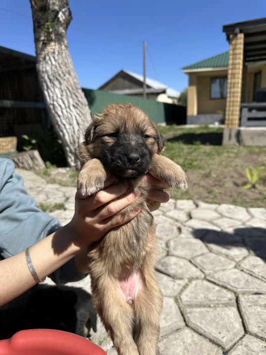 Продам щенки немецкой овчарки
