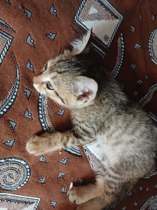 Mehrli qullar uchun mushukcha