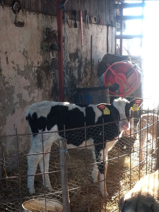 vând vițel de 8 9 săptămâni