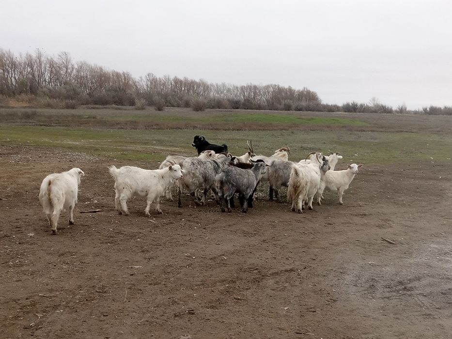 Продаются козы 12голов