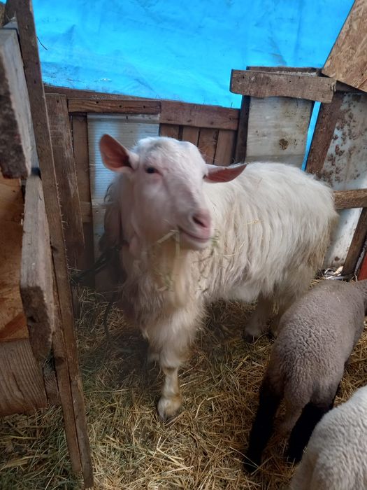 Vând capră gestantă, două iedițe de rasă și țap