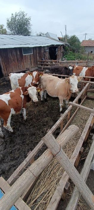 Vând viței tăurași și vitele