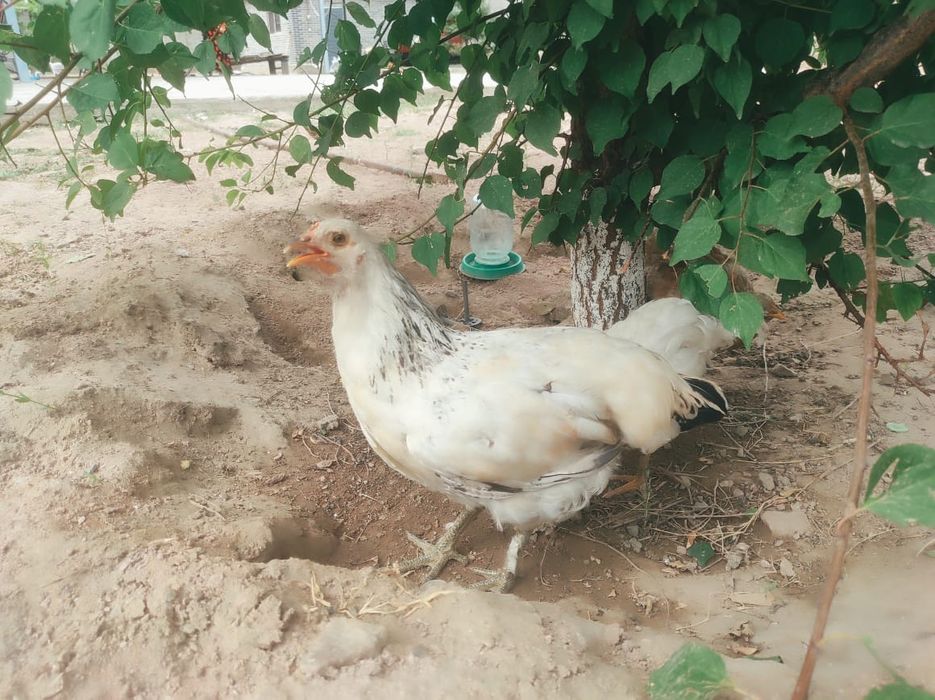 Продается куры!!!