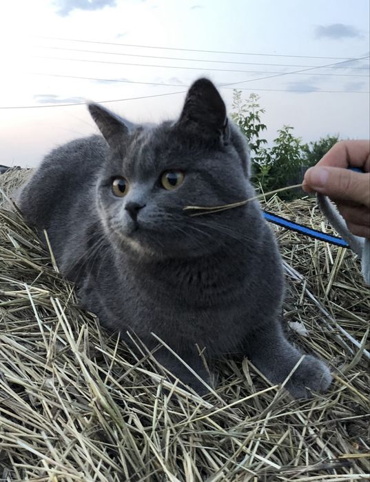 Продам британского котёнка (девочка)