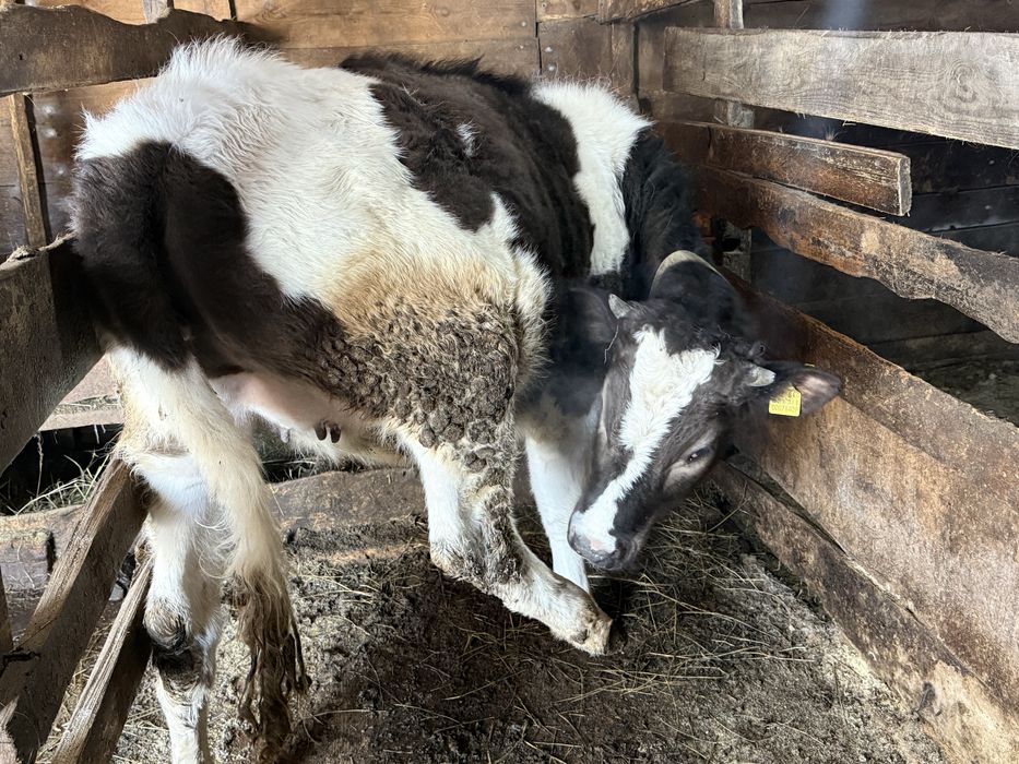 Продам жирные телки