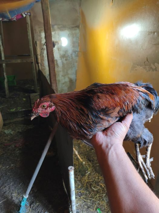 Продам курей молоток. Цена