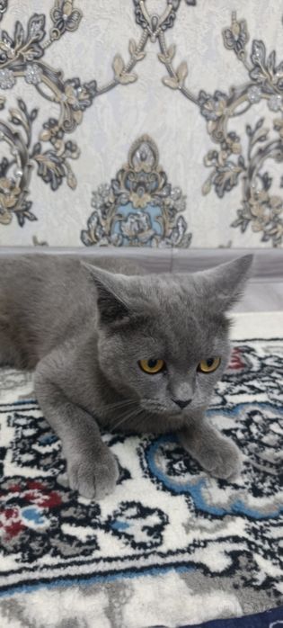 British gray fold mushugi sotiladi