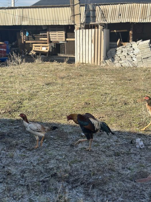 Дакан Қораз кореиц