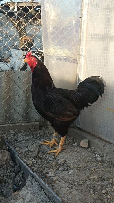 Mascul hybrid Rhode Island cu Combatant Indian