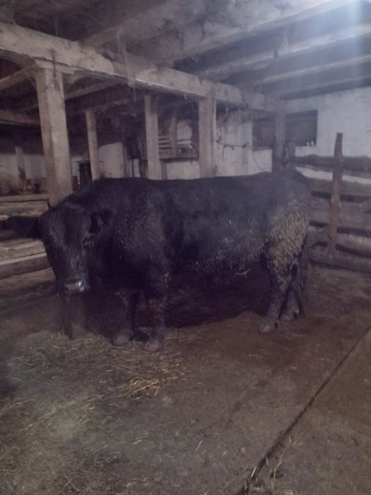 Taur angus cu pedigree