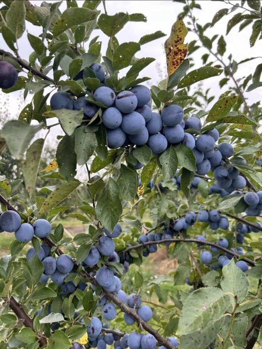 Prună pentru țuică & palincă