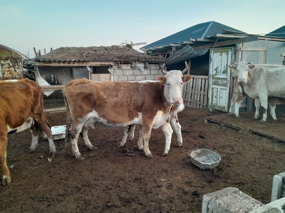 Бузаулы сиырлар сатылады
