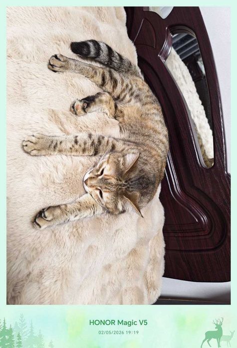 Кошечка милая, любит себя, стерилизованная