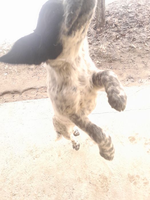 English Springer Spaniel Спаниель 

Английский спрингер-спаниель

Қысқ