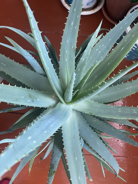 Продам цветок алоэ