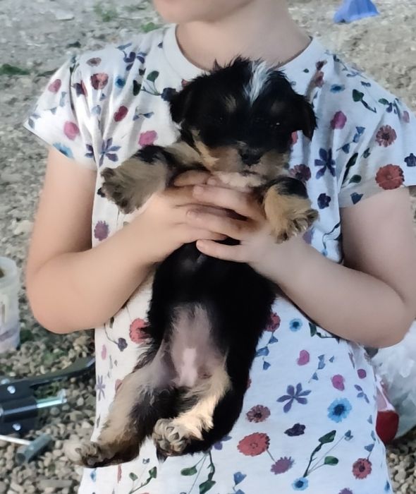 Donez 2 catelusi pufoși