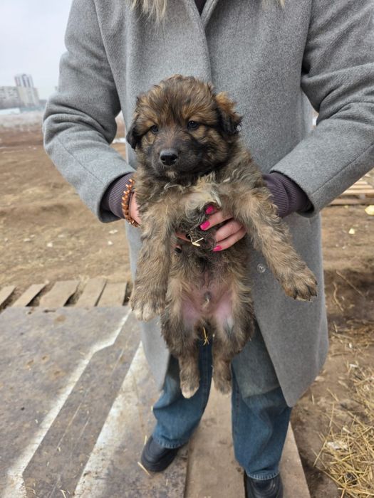 Отдам щенят в добрые руки