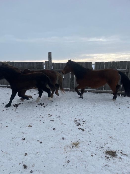 Жылқы бие сатылады Буаз Майда туады