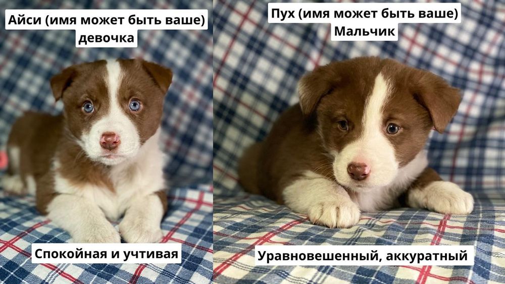 Щенки в добрые руки