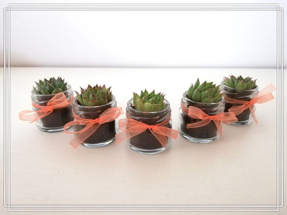 Marturii cu plante suculente