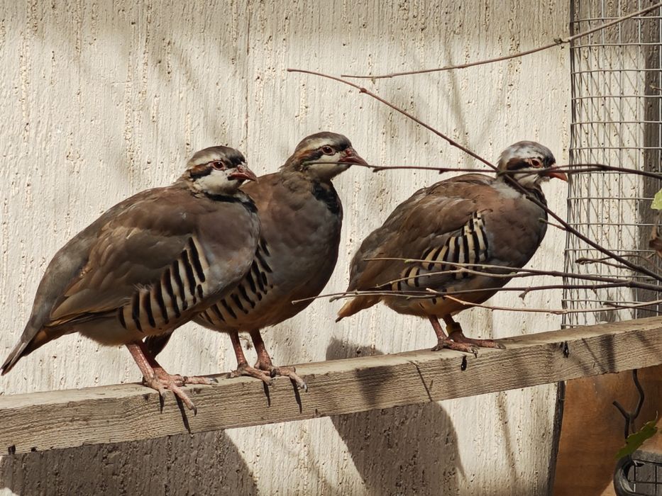 Кеклики - горные куропатки
