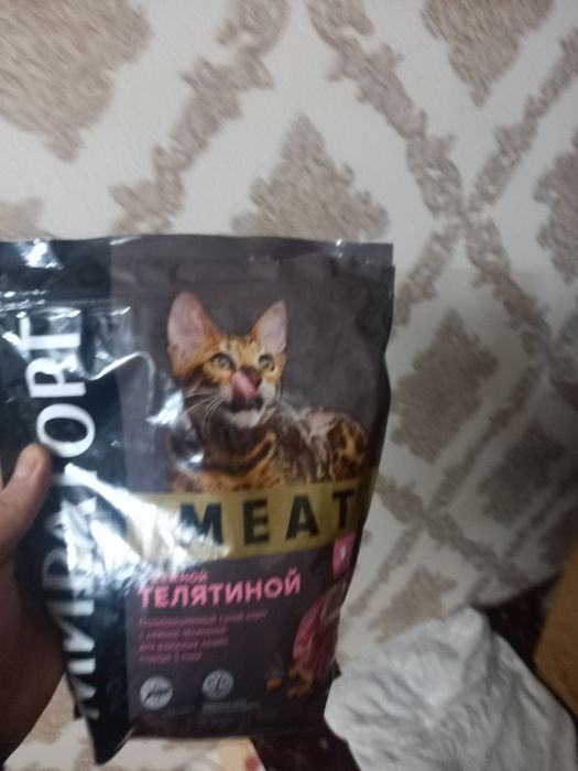 Mushuk sotiladi zotdor qolga orgatilgan pokiza mushuk