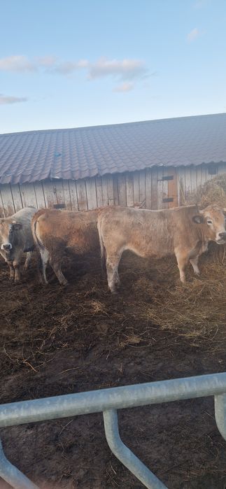 Juninci Gestante rasă Aubrac