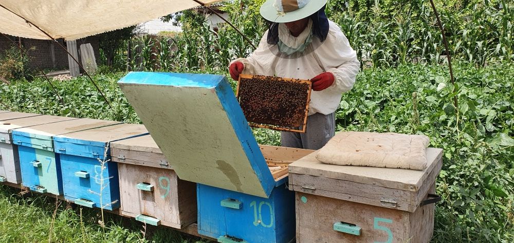 Toza tabiiy asal мёд sifatiga ham garantiya