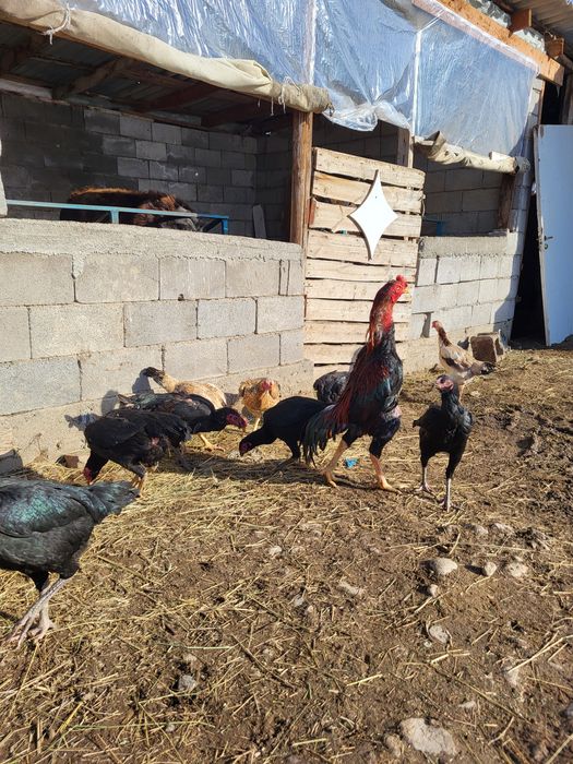 Шамо кораз сатылады