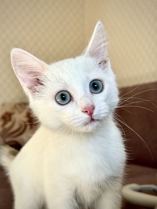 Отдам котенка в хорошие руки