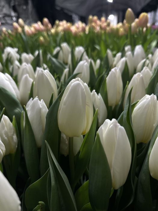 Голандские  тюльпаны оптом и в розницу