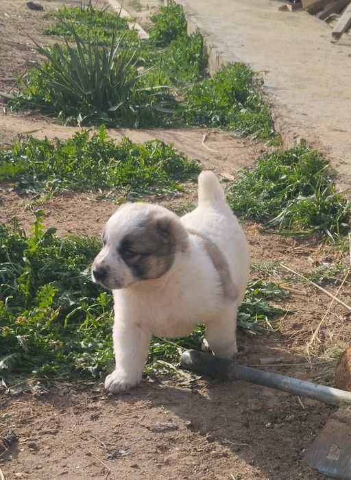 !!! Щенки АЛАБАЙ