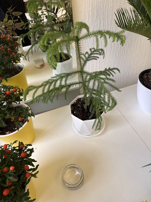 Комнатные цветы любого вида