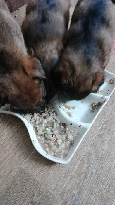 Щенки бесплатно.