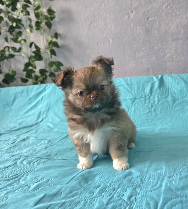 Чихуахуа момченца