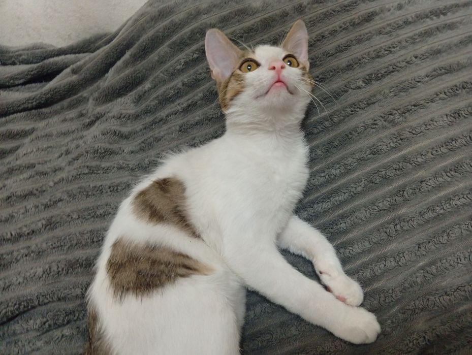 Отдам котенка в добрые руки