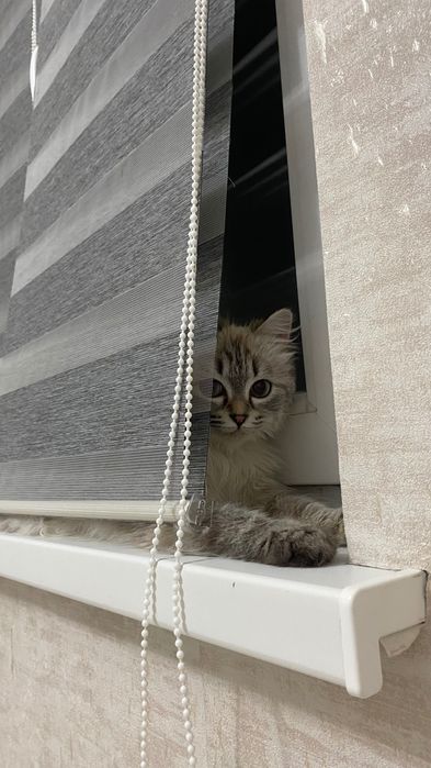 Сибирские котята