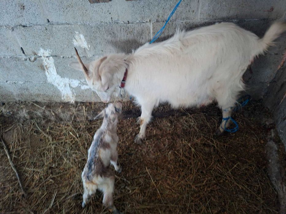 Capra fatata si tapi