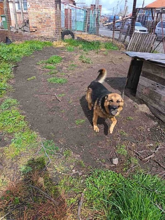 Продават се Немски овчарки