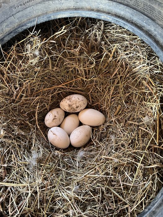 Oua de gasca pentru incubat