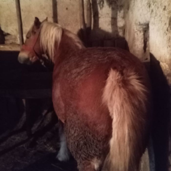 Vand 2 cai si 3 mânji