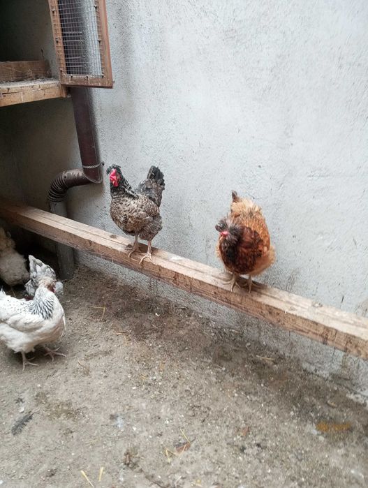 Găini românești de vanzare