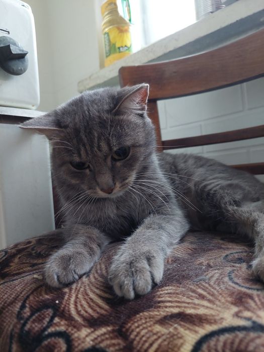 Кошка ищет семью и дом