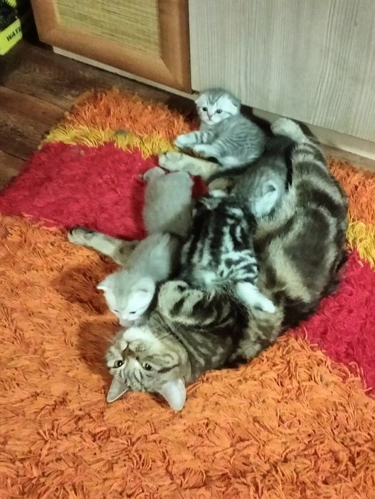 Продажа котят скоттиш фолд