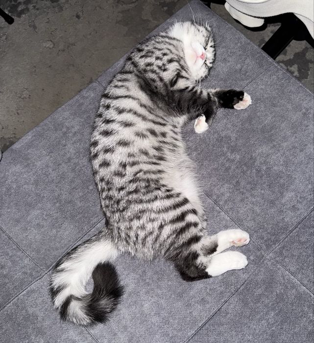 Продаются котята