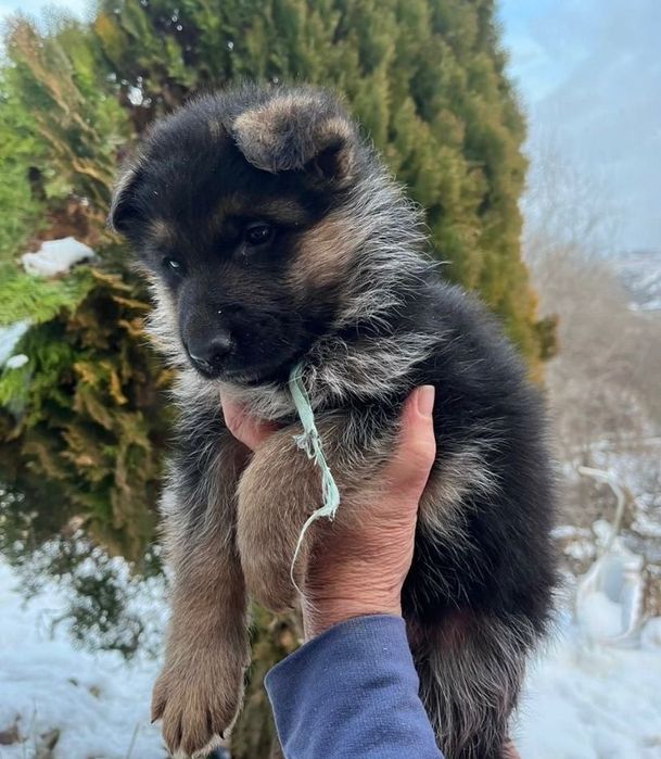 продам щенка немецкая овчарка