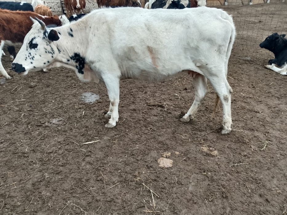 Ақ Қашар бойдақ бордақыланған